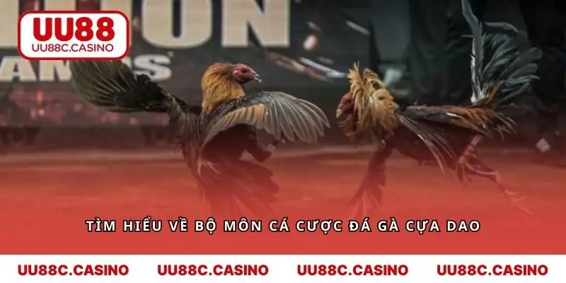 Tìm hiểu về bộ môn cá cược đá gà cựa dao