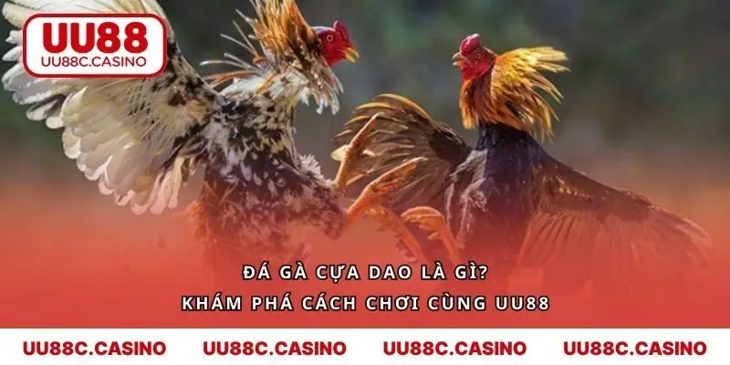 Đá Gà Cựa Dao Là Gì? Khám Phá Cách Chơi Cùng UU88