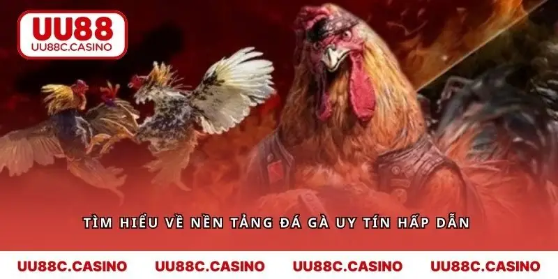 Tìm hiểu về nền tảng đá gà uy tín hấp dẫn 